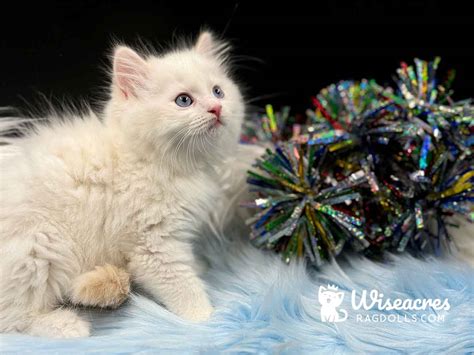 Gallery of Purebred Cream Point Ragdoll Kittens