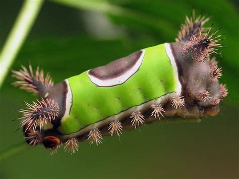 Stinging Caterpillars of the United States | The Ark In Space