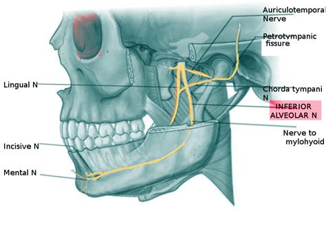 Anatomy, Head and Neck: Alveolar Nerve - StatPearls - NCBI Bookshelf