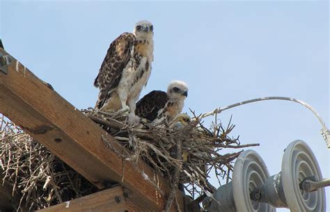 Swainson's Hawk - Buteo swainsoni - NatureWorks