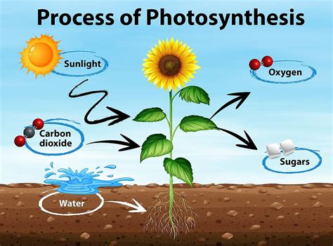 How Plants Do Photosynthesis at Todd Cape blog