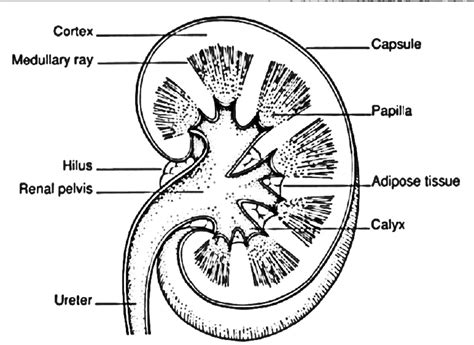 Human Kidney Diagram Labelled