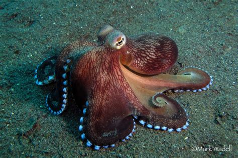 Coconut Octopus (Amphioctopus Marginatus) in Lembeh