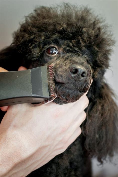 Poodle Grooming - A Complete Guide To How To Groom A Poodle | Poodle ...