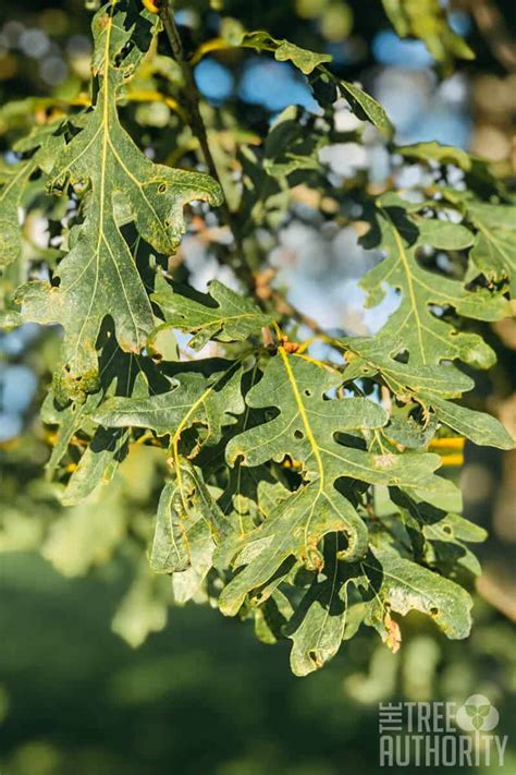 White Oak Tree Facts ( Quercus alba) - The Tree Authority