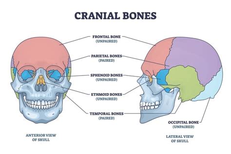 66 Diagram Sphenoid Bone Images, Stock Photos, 3D objects, & Vectors ...