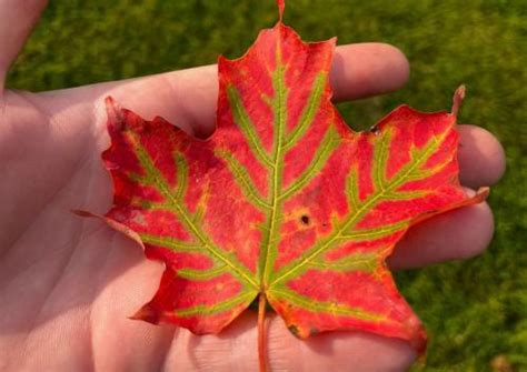 When is Peak Fall Foliage in Vermont | Discovering Peak Foliage