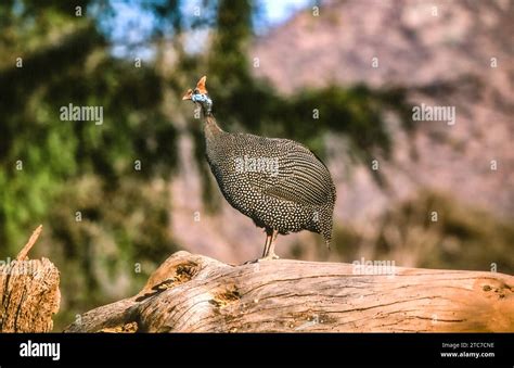 Helmeted guineafowl (Numida meleagris) walking in grass. Its original ...