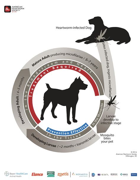 Heartworm disease in dogs