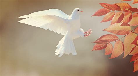 100,000+ Free White Dove & Dove Images - Pixabay