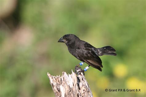 How Gene Flow Between Species Influenced the Evolution of Darwin’s Finches