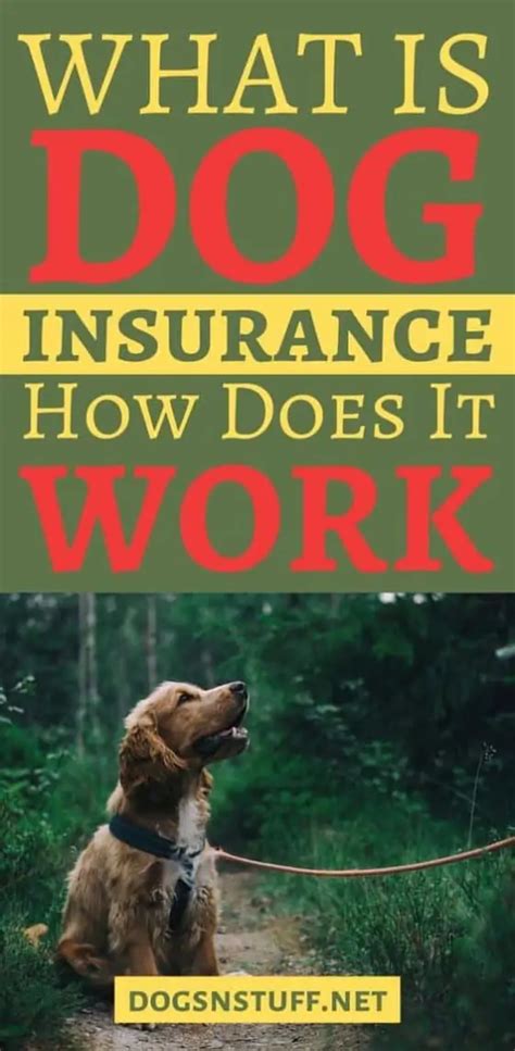 How To Find The Best Dog Insurance – Dogs 'N Stuff