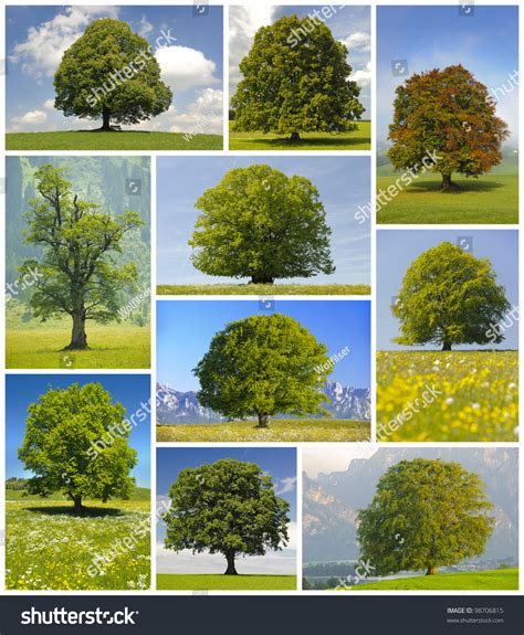 Collage Of Big Trees Stock Photo 98706815 : Shutterstock