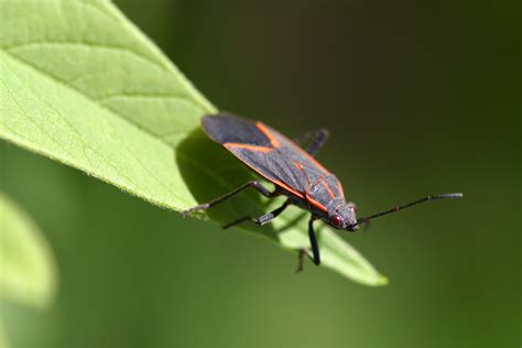File:Boxelder bug pittsburgh.jpg - Wikipedia