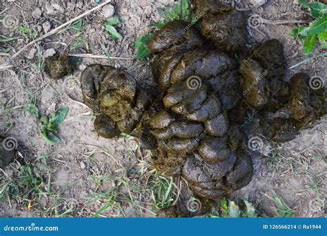 Cow Dung a Dunghill from a Horse or a Cow Stock Photo - Image of manure ...