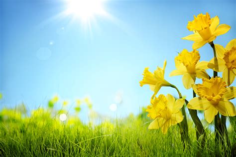 Photos Rays of light Yellow Sky flower Daffodils Grass