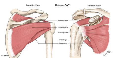 Rotator Cuff Pain Assessment: Which Muscle is it | Rehab-U BLOG