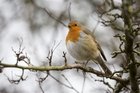 Robin Erithacus Rubecula Free Stock Photo - Public Domain Pictures