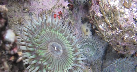 orange county nature: Giant Green Anemone