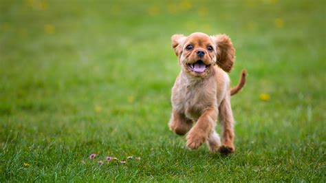 5 Top Tips For Walking Your Puppy