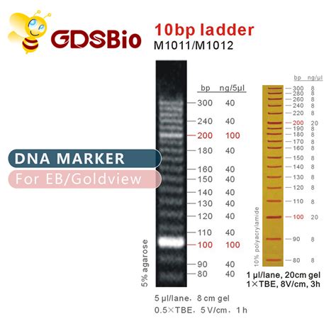 10bp DNA Ladder Gel Electrophoresis High Purity Reagents