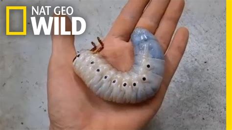 Watch a Hercules Beetle Metamorphose Before Your Eyes | Nat Geo Wild - YouTube