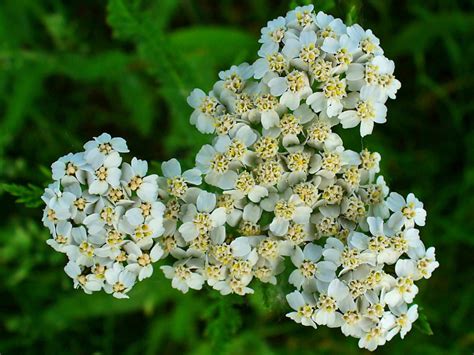 Achillea millefolium (Common Yarrow) - World of Flowering Plants