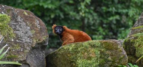 Lemur Island Habitat | North Carolina Zoo