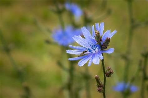 Benefits of Chicory Root - Homegrown Self Reliance