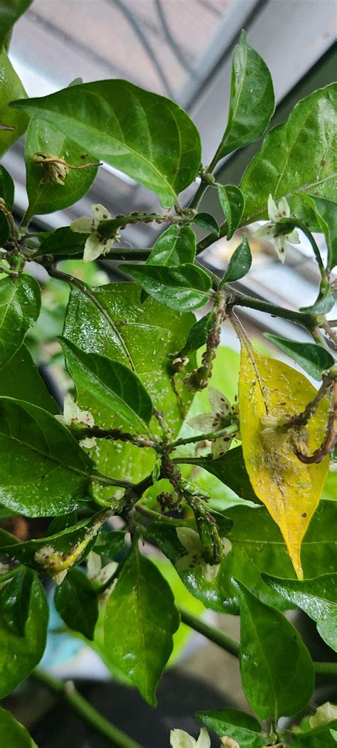 Indoor Pepper plants can anyone tell me what these are? : r/pests