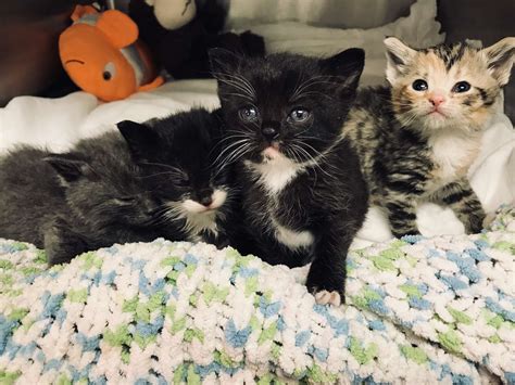 Orphaned Kittens End Up Stuck in Tiny Gap Between Two Buildings - The Dodo