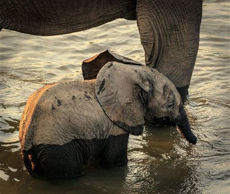 Elephant on Water · Free Stock Photo