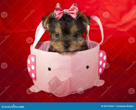 Yorkie puppy stock image. Image of barking, teacup, gromming - 89163395