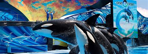 SeaWorld Orlando to Replace "One Ocean" Orca Show with "Orca Encounter ...