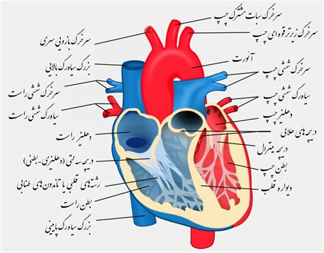 File:Heart diagram-fa.PNG - Wikimedia Commons
