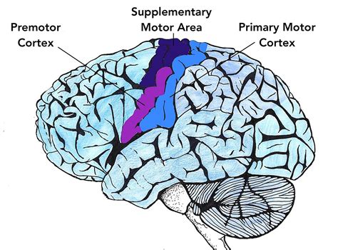 Motor cortex - Wikipedia