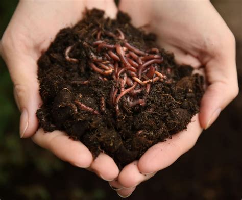 In vermicomposting, worms do the work of composting | Home And Garden ...