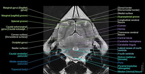 Canine Brain MRI Atlas - Veterinary Radiology: normal anatomy | vet-Anatomy