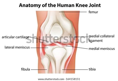 1,319 Articular Cartilage Knee Images, Stock Photos & Vectors ...