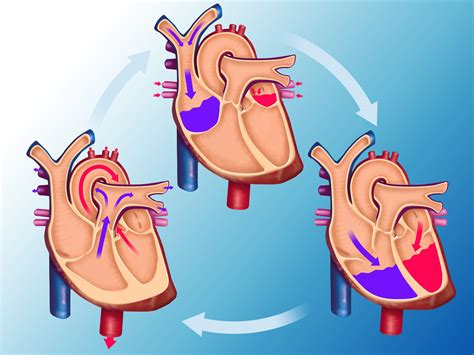 How the Circulatory System Works