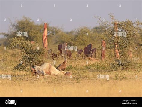 Vulture in front of prey Stock Photo - Alamy