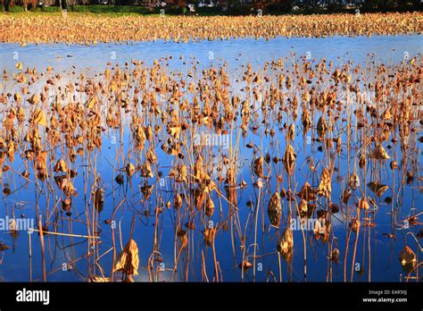 Kyoto Prefecture, Japan Stock Photo - Alamy