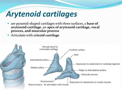 PPT - L arynx PowerPoint Presentation, free download - ID:5370094