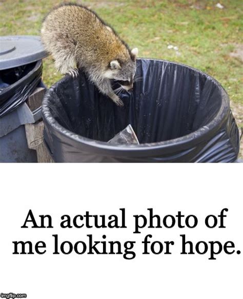 Racoon Looking in a trashcan - Imgflip