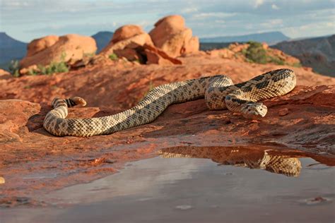 What to do if you encounter a rattlesnake