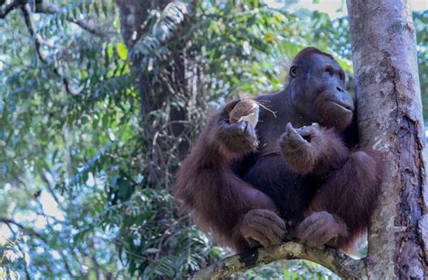 Semenggoh Wildlife Centre: Orangutans in Borneo - Blog - Mia Clausen