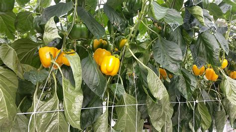 Our News - Fresh Greenhouse Peppers - Oppy