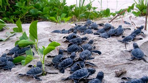 Endangered baby sea turtles may have a new savior: GPS eggs | Science | AAAS