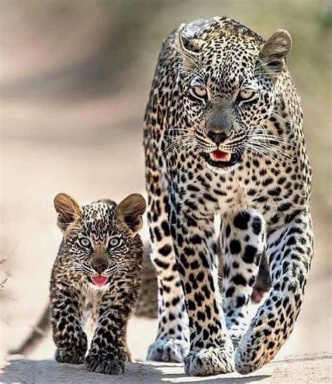 Leopard family | Baby animals, Beautiful cats, Animals