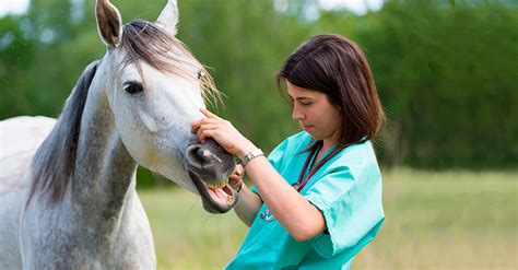 Love Animals? Consider These Health Care Careers | ExploreHealthCareers.org